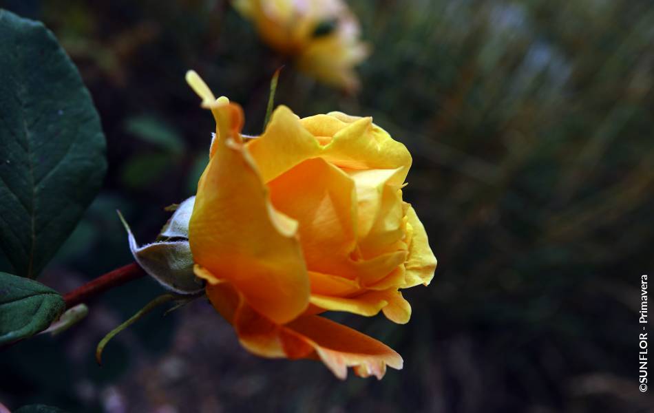 ©SUNFLOR - Primavera